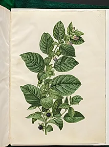 Atropa belladonna (galnebær) by Hans Simon Holtzbecker