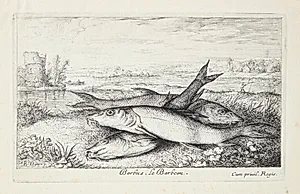 Barbe (Barbus) by Albert Flamen