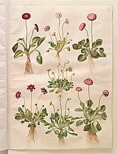 Bellis perennis (almindelig tusindfryd) by Hans Simon Holtzbecker