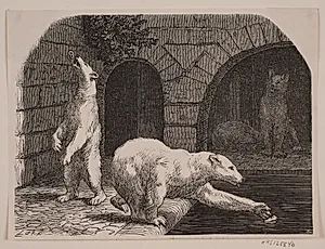 Bjørne i Jardin des Plantes