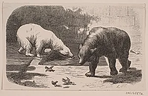 Bjørne i Jardin des Plantes
