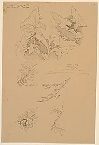 Blad- og blomsterstudier by Johan Thomas Lundbye