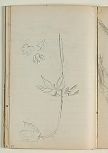 Blomsterstudie by Niels Larsen Stevns