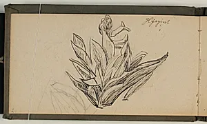 Blomsterstudier by Niels Larsen Stevns