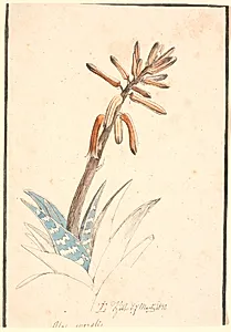 Blomstrende aloe by Johan Thomas Lundbye