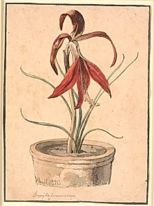 Blomstrende Amaryllis by Johan Thomas Lundbye