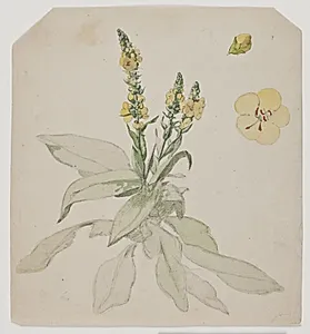 Blomstrende kongelys (verbaserum) by Jørgen Roed