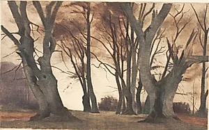 Bøgetræer i Ermelunden by Peter Ilsted