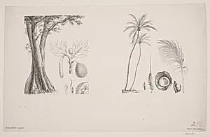 Botanisk blad fra Schouws skrifter by H.C. Henneberg