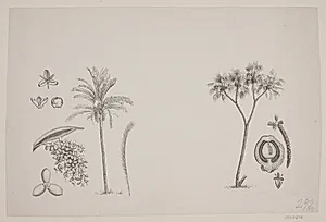 Botanisk blad fra Schouws skrifter by H.C. Henneberg