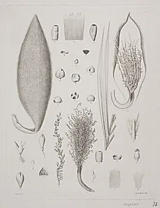 Botanisk radering by Augusta Thornam