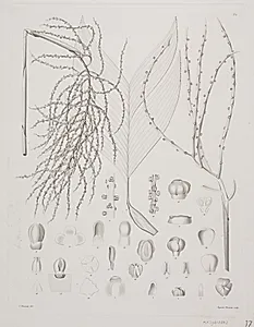 Botanisk radering by Augusta Thornam