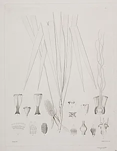 Botanisk radering by Augusta Thornam