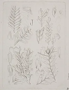 Botanisk radering by Augusta Thornam