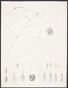 Botanisk radering by Augusta Thornam