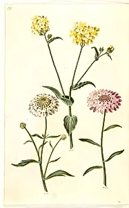 Brassica napus (raps); Iberis amara (bitter sløjfeblomst) by Hans Simon Holtzbecker