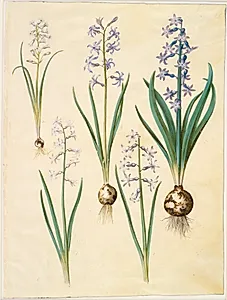 Brimeura amethystina (pyrenæisk hyacint); Hyacinthus orientalis (almindelig hyacint) by Hans Simon Holtzbecker