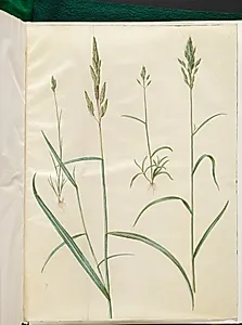 Bromus hordeaceus (blød hejre); Phalaris arundinacea (stribegræs) by Hans Simon Holtzbecker