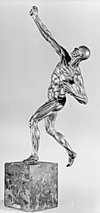 Bueskytte. Anatomisk figur. Écorché by Ubekendt