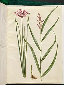Butomus umbellatus (brudelys); Phragmites australis (almindelig tagrør) by Hans Simon Holtzbecker