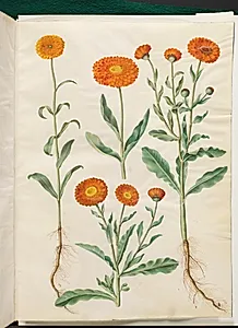Calendula officinalis (have-morgenfrue) by Hans Simon Holtzbecker