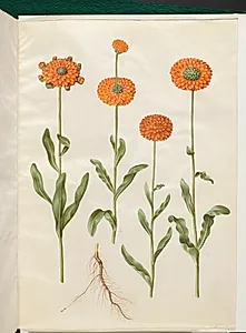 Calendula officinalis (have-morgenfrue) by Hans Simon Holtzbecker
