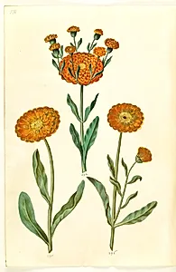 Calendula officinalis (have-morgenfrue) by Hans Simon Holtzbecker