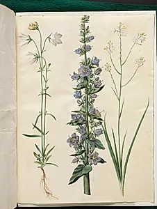 Campanula persicifolia (smalbladet klokke); Campanula pyramidalis (pyramide-klokke); Anthericum ramosum (grenet edderkopurt) by Hans Simon Holtzbecker