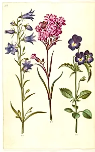 Campanula rotundifolia (liden klokke); Silene viscaria (almindelig tjærenellike); Viola tricolor (almindelig stedmoderblomst) by Hans Simon Holtzbecker