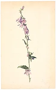 Campanula