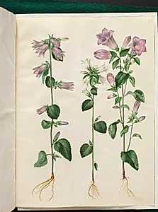 Campanula trachelium (nælde-klokke); Campanula medium (marie-klokke) by Hans Simon Holtzbecker