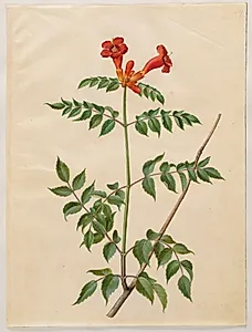 Campsis radicans (almindelig trompetblomst) by Hans Simon Holtzbecker