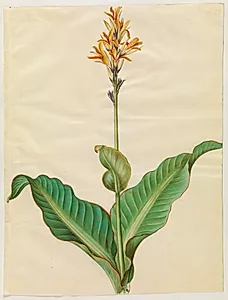 Canna indica (spiselig kanna) by Hans Simon Holtzbecker