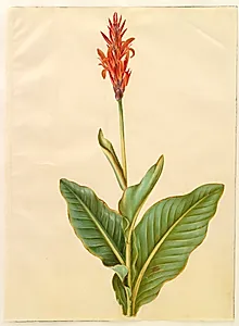 Canna indica (spiselig kanna) by Hans Simon Holtzbecker