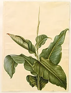 Canna (kanna) by Hans Simon Holtzbecker