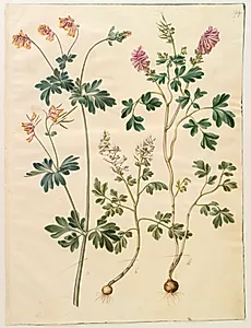 Capnoides sempervirens (harlekinurt); Corydalis solida (langstilket lærkespore)