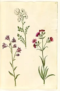 Cardamine pratensis (engkarse); Campanula rotundifolia (?) (liden klokke); Silene vulgaris (?) (blæresmelde) by Hans Simon Holtzbecker