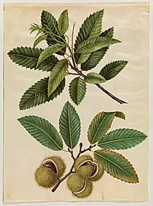 Castanea sativa (ægte kastanje) by Hans Simon Holtzbecker