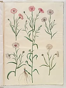 Centaurea cyanus (kornblomst) by Hans Simon Holtzbecker