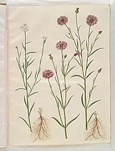 Centaurea cyanus (kornblomst) by Hans Simon Holtzbecker