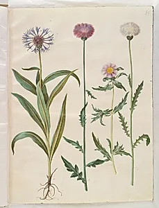 Centaurea montana (bjerg-knopurt); Amberboa moschata (duft-sultan) by Hans Simon Holtzbecker
