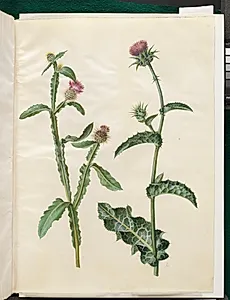 Centaurea seridis; Silybum marianum (almindelig marietidsel) by Hans Simon Holtzbecker