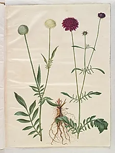 Cephalaria leucantha (hvid skælhoved); Scabiosa atropurpurea (enkeblomst) by Hans Simon Holtzbecker