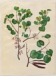 Cercis siliquastrum (almindelig judastræ) by Hans Simon Holtzbecker