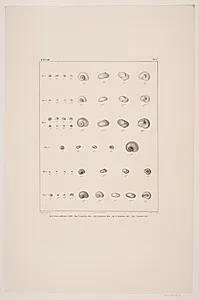 Christian VIII´s konkyliesamling, tavle I by Edvard Fortling