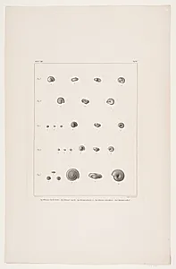 Christian VIII´s konkyliesamling, tavle II by Ubekendt