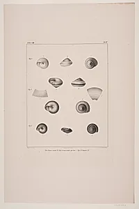Christian VIII´s konkyliesamling, tavle IV by Edvard Fortling