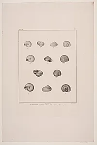 Christian VIII´s konkyliesamling, tavle V by Edvard Fortling