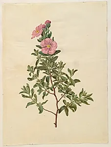 Cistus creticus (kreta-soløjetræ) by Hans Simon Holtzbecker