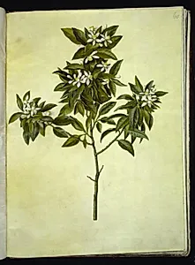 Citrus aurantium (pomerans) by Hans Simon Holtzbecker